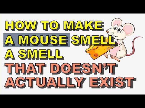 How A Mouse Smell A Smell That Doesn't Exist