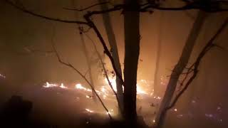 VIDEO FOTO Incendiu în pădurea Măgura, lângă Cisnădie 1 video