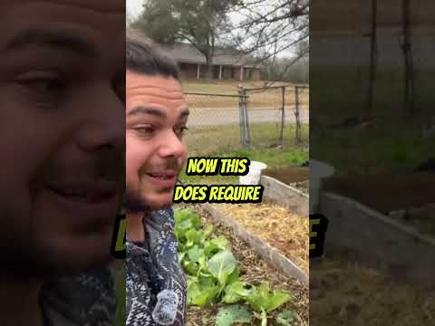 Chainsaw Milling for Garden Boards: A Quick Guide