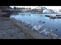 Seagulls In Lakefront Promenade Park