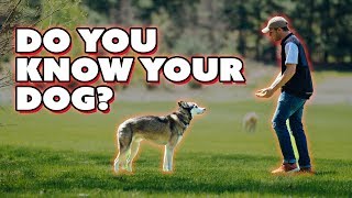 Does my dog respect me? - Balanced Dog Training with Americas Canine Educator