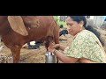 Viral Milk Making Vlog बकरी दुध ऐसे निकालिए