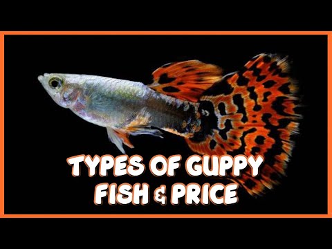 Guppy Types Chart