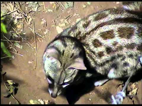 Ginny the Genet at Pete's Pond  July 07 , 2013