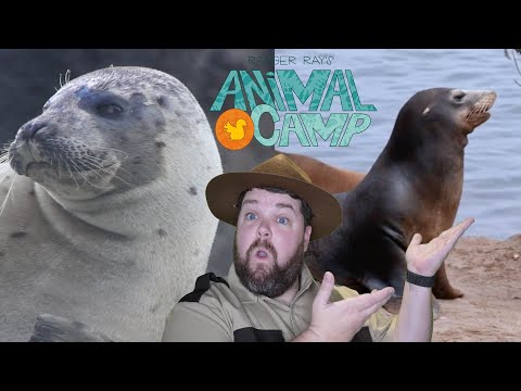 What's The Difference Between Seals and Sea Lions?