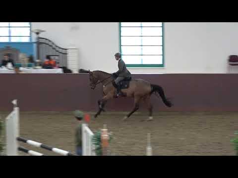 Vanabo, v. Van Halen Z - Amboseli, mecklenburger Wallach * 2016