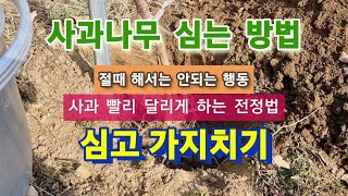 나무심고 가지치기 방법/사과나무 잘 심는방법