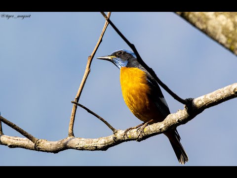 Skaliar modrohlavý (Monticola cinclorhynchus) — hlas a správanie v prírode
