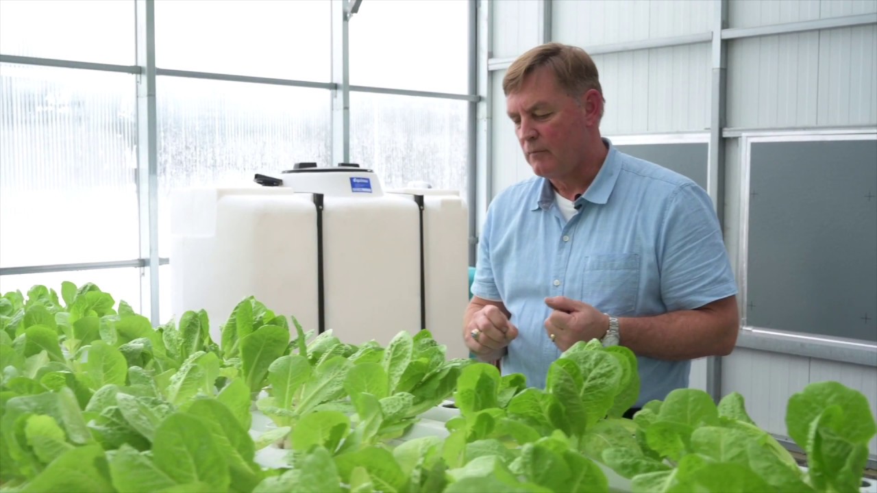 Hybrid Greenhouse Owner Grows Lettuce Year-Round in Ottawa, Canada