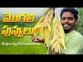 Mogali Flower మొగలి పువ్వులు వీటి వాసనే ఓ అద్భ