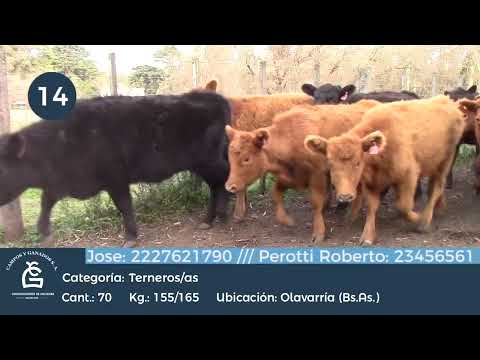 Lote M Y H-Olavarría Bs As