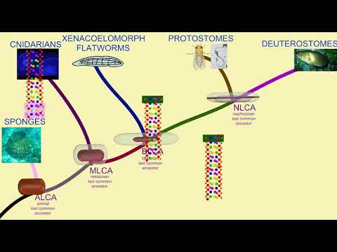 genetic sequence comparisons in evolutionary relationships