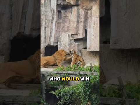 Lion vs Tiger: Who Wins in a Fight? 🦁🐯 #shorts