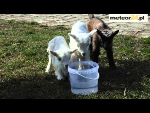 Agroturystyka U Basi - Mokrzyce Włościańskie meteor24.pl