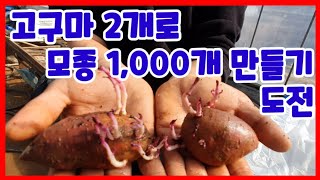 고구마 2개로 고구마모종 1,000개 만들기 도전합니다 고구마모종심기,키우기 귀농귀촌 전원일기 텃밭 주말농장