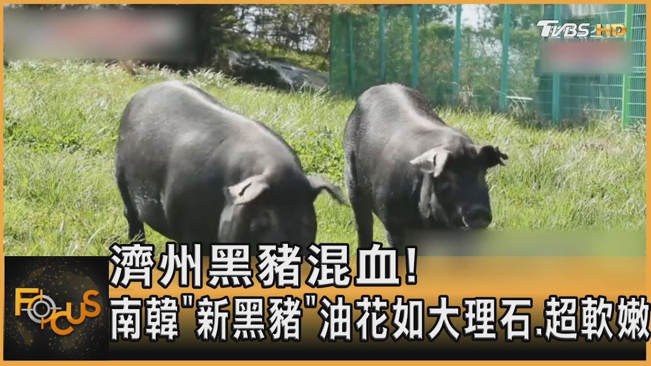濟州黑豬混血!南韓「新黑豬」油花如大理石 超軟嫩