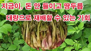 땅두릅 재배. 지금이 돈 안 들이고 땅두릅 대량으로 재배할 수 있는 기회(땅두릅 파종, 땅두릅 씨앗 손질, …