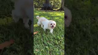 Video preview image #1 Shih Tzu Puppy For Sale in Weston, FL, USA