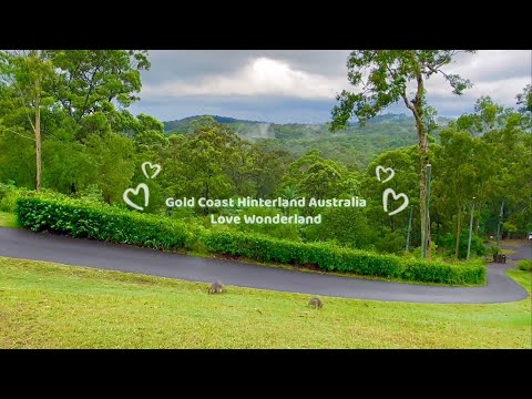 Amazing View With Australian Wildlife On Our Property Gold Coast Australia, Wallabies & Cockatoos.