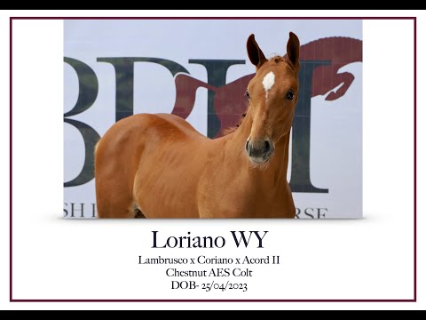 Loriano WY (hard) ~ Colt from sport mother and Holstein stamm 104A
