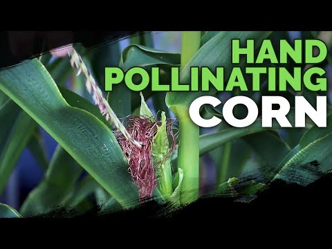 Hand Pollinating Corn for PERFECT Ears
