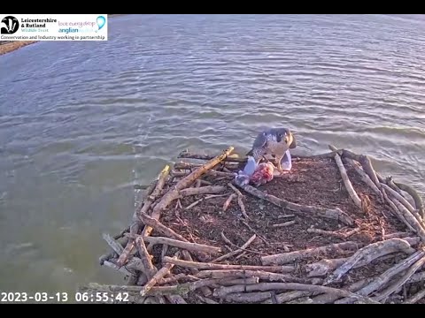 Peregrine brings breakfast to the Rutland Osprey nest at Manton Bay 13 Mar 2023