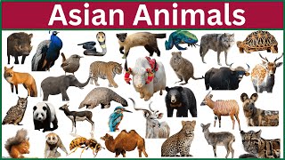 Discover 150 Unique Asian Animal Names