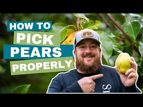 How to Know when Pears are Ready to Pick