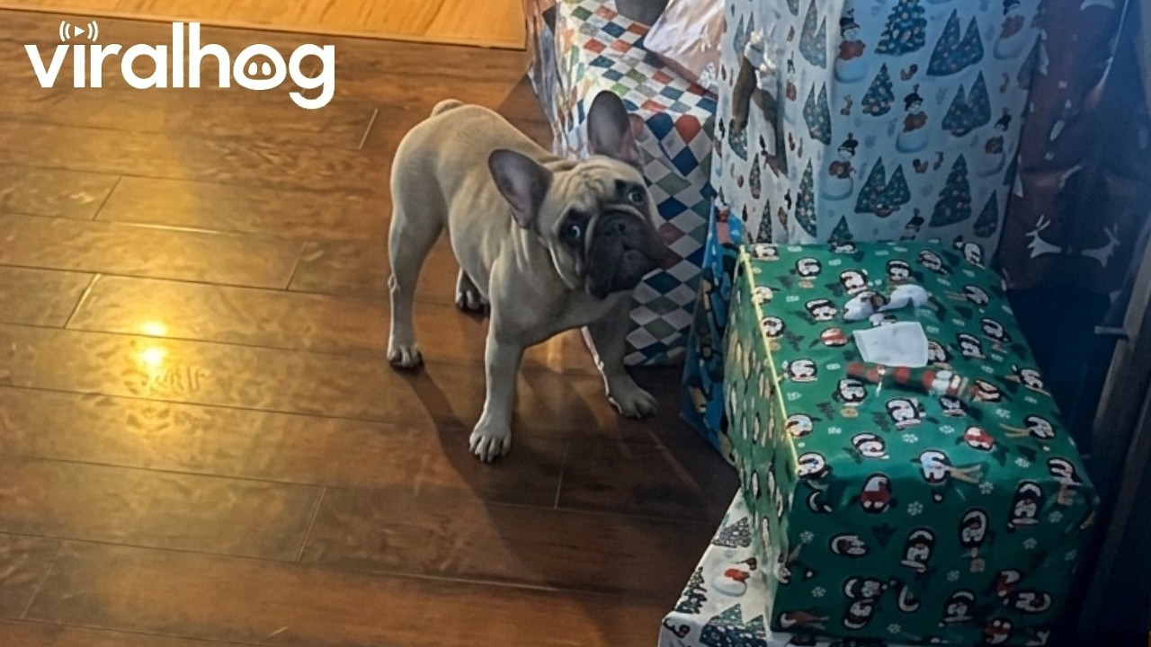 Suki the Frenchie Throws Fit Over Present Opening || ViralHog