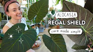 The Easiest Alocasia Ever!? 🌱 Alocasia Regal Shield MADE SIMPLE!