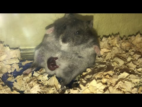 hamster giving birth journey -Juliet |Winter white 🐹 #viral