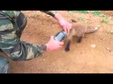 Fox cub comes to people for help