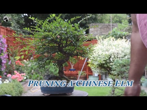 52) How to Prune Chinese Elm - Bonsai Trees for Beginners Series