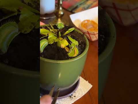 Googly eyes on a venus fly trap