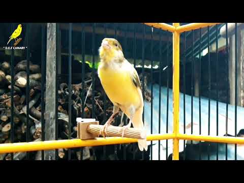 Your Canary Will SING IMMEDIATELY