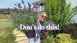 How I’m Planting Lavender 💜💜💜 in Clay Soil