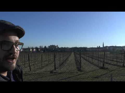 Vigneti dentro i centri abitati - il caso Susegana