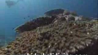 Underwater Creatures Bali Indonesia Video