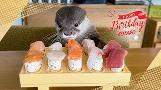 [問卦] 能貼一部看了心情會變好的動物影片？