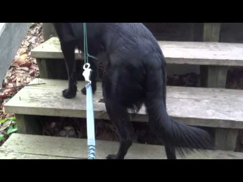 Signs of Hip Dysplasia