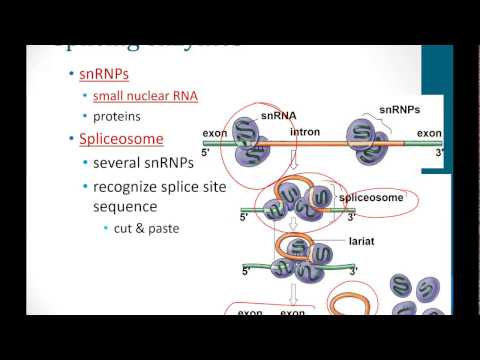 Eukaryotic Transcription and Translation