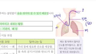 [초등과학 6-2 무료강의] 4. 우리 몸의 구조와 기능 ③ 숨을 쉴 때 우리 몸에서는 어떤 일이 일어날까요?