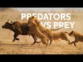 Lions Vs Buffalo: Apex Predators Hunt Buffalo For Survival | Wildlife Documentary