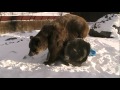 Brutus The Bears 10th Birthday