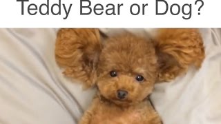 Teddy Bear or Dog
