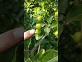 what a young Paradise Apple tree looks like. leaves & fruit. crabapple lookalike #gardening #shorts