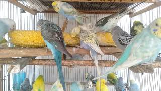 🛍️初心者にもおすすめのセキセイインコ用品を選んでみた🐦🌿 #セキセイインコ #初心者 #インコ用品 #飼育 #小鳥