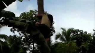 preview picture of video 'Ailyn is climbing coconut trees again!'