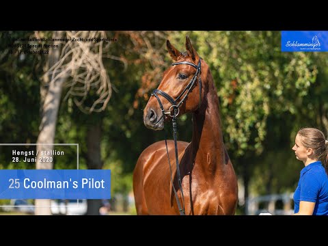 Schlamminger-Auktion Lot 25 Coolman's Pilot Hengst v. Colman - Pilot