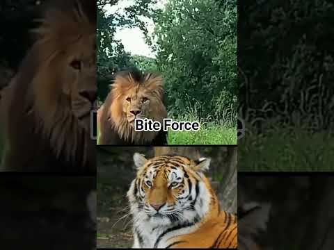 Siberian Tiger vs Barbary Lion